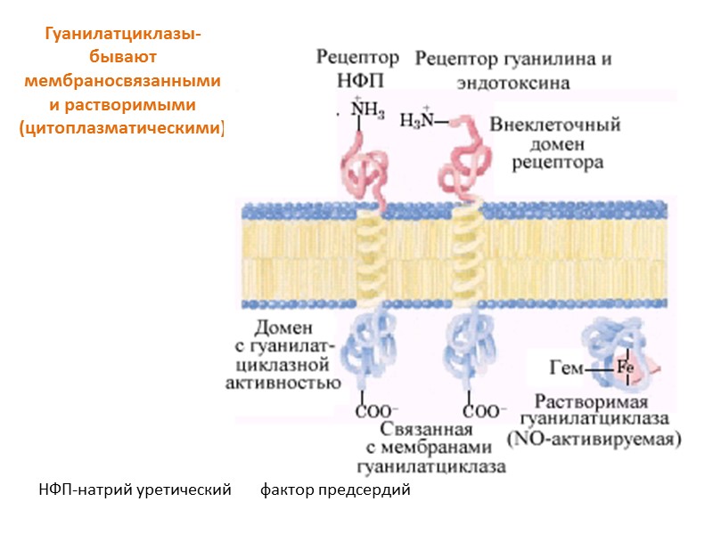 Гуанилатциклазы-  бывают мембраносвязанными и растворимыми (цитоплазматическими) НФП-натрий уретический   фактор предсердий